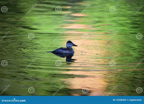 duck wading stock image image  duck wading animals