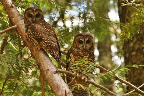 habitat protection endangered owls decline  mount rainier