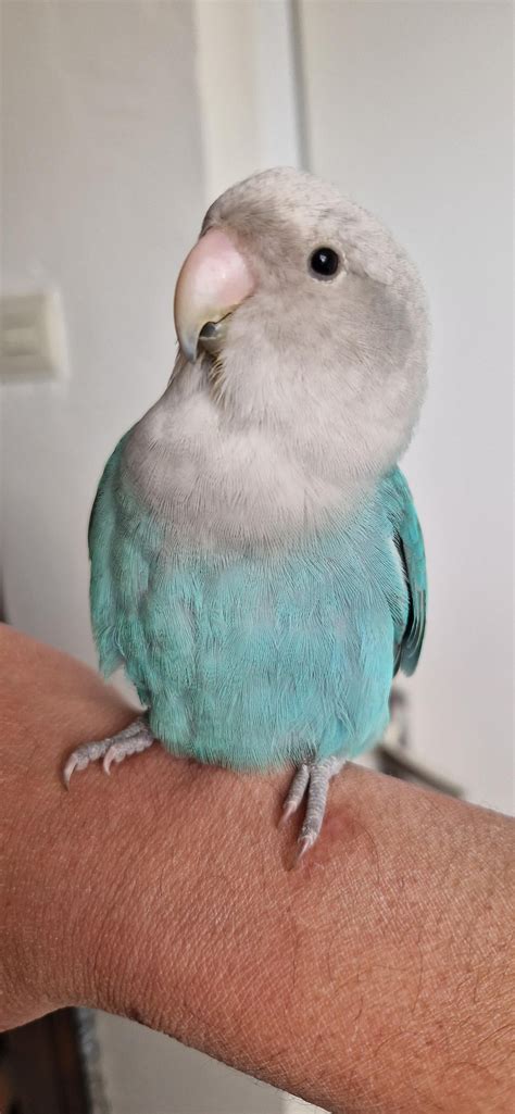 My Sweet Girl Penny R Parrots