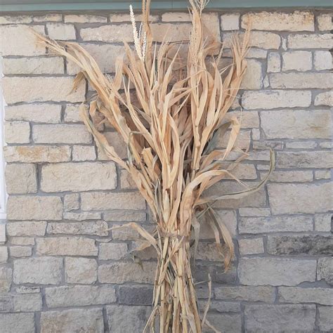 dried corn stalk bundle great  fall decorating grimms gardens