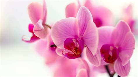 rare orchid beautiful flowers pictures wallpaperscom