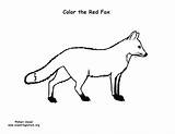 Fox Red Coloring Exploringnature sketch template