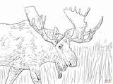 Moose Coloring Pages Alaska Printable Animals Christmas Elk Kids Deer Color Print Adult Reindeer Drawing Supercoloring Cool Colouring Adults Wild sketch template
