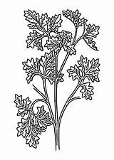 Coloring Parsley sketch template