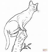 Cat Coloring Realistic Abyssinian Pages Drawing Printable Gato Detailed Gatos Para Color Chat Gif Colorir Desenhos Super Imprimir Dog Pintar sketch template