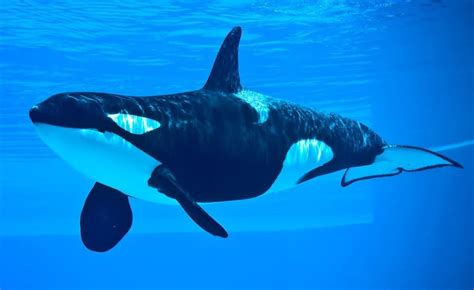 killer whales orcas eat  animals  hunt   animals