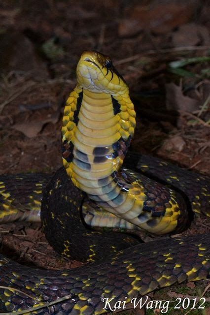 Chinese False Cobra Pseudoxenodon Macrops China With