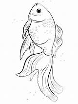 Coloring Pages Goldfish Fish Recommended Goldfishes sketch template