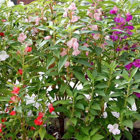 balsam flower garden seeds mixed colors  oz approx  seeds pink rose white