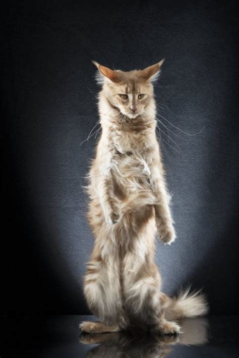 photographer   cats  stand   hind legs
