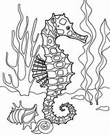 Coloring Seahorse Ocean Pages Sea Horse Bottom Topcoloringpages Print Realistic Printable Animal Kids Easy sketch template