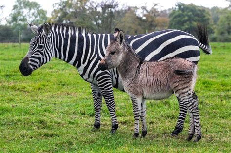 zebra  donkey   baby meet zippy  zonkey