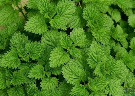 peppermint cooling plant secretly healthy