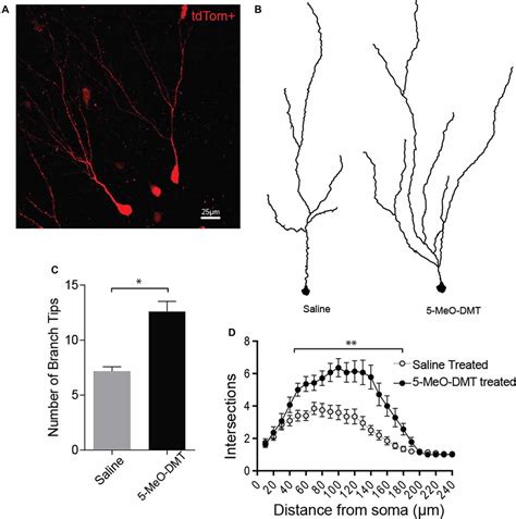 frontiers  single dose   meo dmt stimulates cell proliferation neuronal survivability