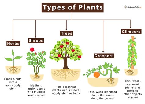 types  plants science facts