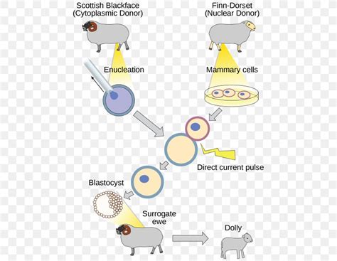 cloning  genetic engineering dolly finnish dorset sheep human cloning png xpx dolly