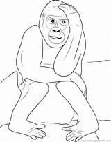 Gorilla Coloring Expression Pages Coloringpages101 sketch template