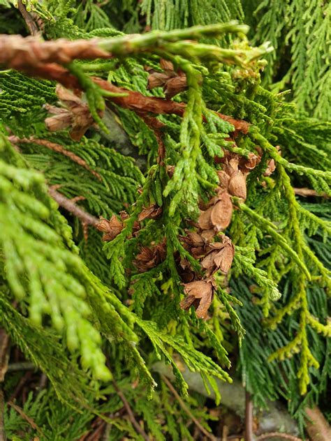 western red cedar id  page  tree identification pictures