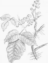 Rhus Toxicodendron Poison Ivy sketch template