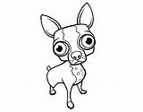 Chihuahua Coloring Coloringcrew sketch template