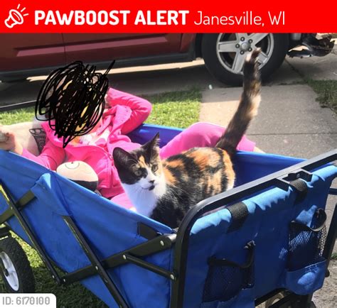 lost female cat in janesville wi 53546 named calliope id 6170100