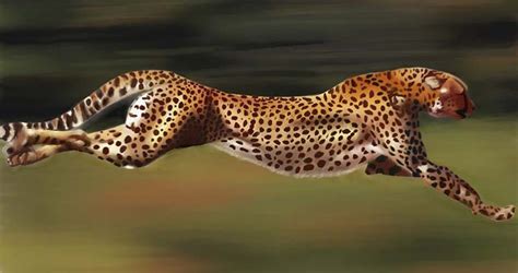 cheetah appearance diet habitat facts sciencefun