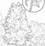 Aspen Tree Getdrawings Drawing sketch template