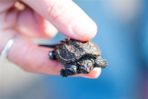 snapping turtle hatchlings protected  predators friends