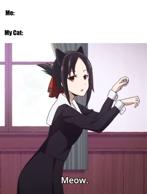 Kaguya Sama Love Is War Cat Meme Animemes