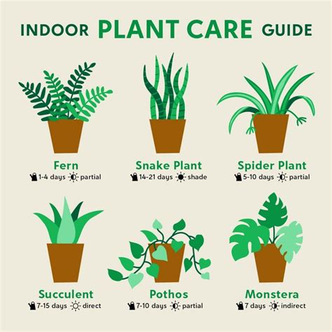 plant care basics indoor plants  find  zulily