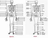 Skeletal Skeleton Anatomy Bones Physiology Coloringpagesfortoddlers sketch template