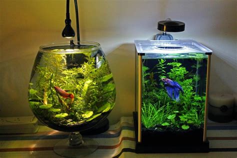 betta fish tank setup ideas    statement spiffy pet products