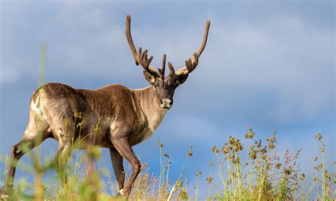 wild caribou     states   longer wild