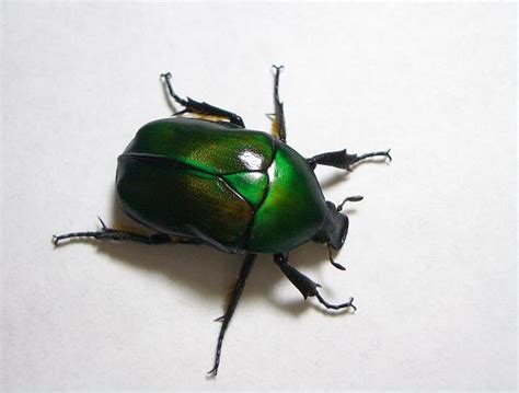 drone beetle animal crossing wiki
