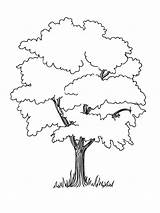 Tree Coloring Pages Trees Elm Baobab Drawing Printable Designlooter 1000px 41kb Getdrawings Contains Coniferous Deciduous Fruit Section Both sketch template