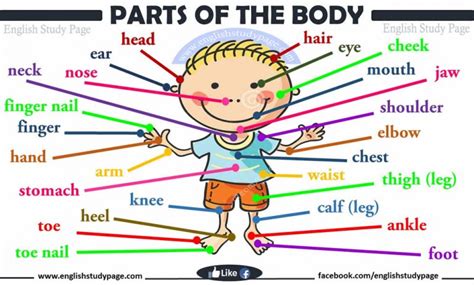 parts  human body english study page