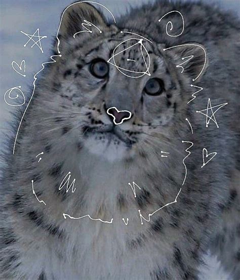 snow leopard therian pfp snow leopard deadly animals pretty cats