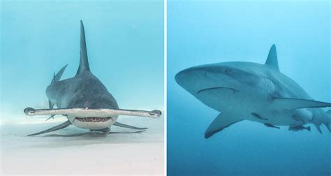 shark facts  change  perception wild hearted