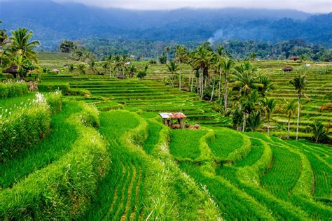 5 Eye Soothing Rice Fields You Should Visit In Bali Indonesia Travel
