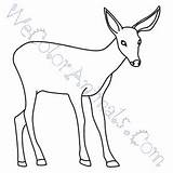 Coloring Deer Mule Pages Click sketch template