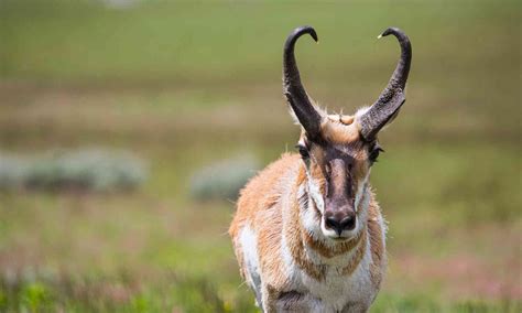 sonoran pronghorn defenders  wildlife