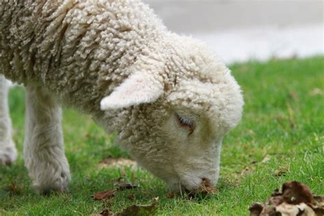 sheep lamb  zealand   jpg format   easy  unlimit id