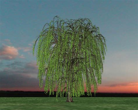 Small Garden Design Weeping Willow Tree Weeping Willow The