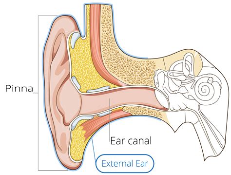 ear anatomy   hearing loss hearing aids audiology