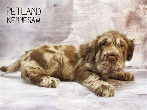 mini hippo dog choc merle id located  petland kennesaw