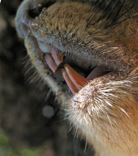 squirrels frequent questions  wildlife