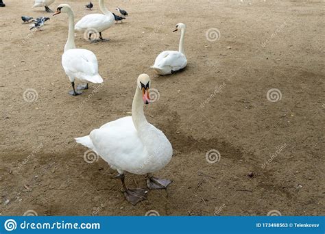 beautiful white swans with a red black beak near the river
