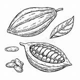 Cacao Superfood Lokalisierte Isolated Kakao Disegnato Isolato Gezeichnet Citru sketch template