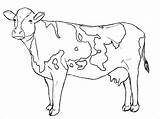 Cow Drawing Coloring Pages Dairy Cattle Cows Draw Line Drawings Kids Realistic Easy Cartoon Printable Paper Adult Template Animals Calf sketch template