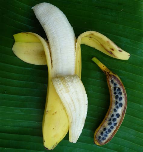 banana  design